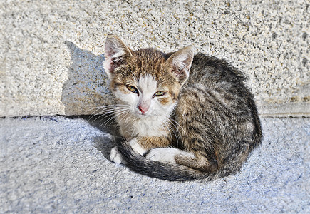 被遗弃的小猫图片