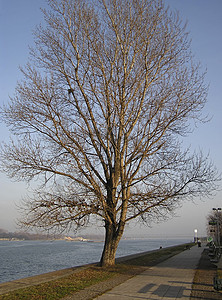 河岸树图片