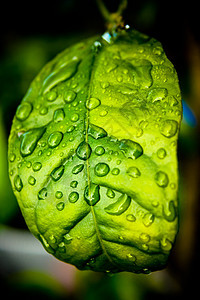 利梅树叶上的水滴味道橙子植物反射雨滴花园液体气候叶子圆圈图片