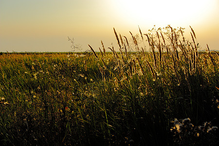 夏季草地季节小麦日落天空植物金子生长美化环境种子图片