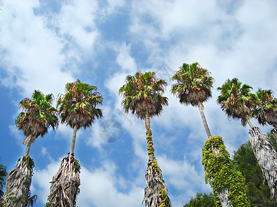 棕榈树与蓝云天空对立图片