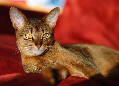 阿比西尼猫生活短发毛皮食肉橙子宠物小猫猫科动物头发耳朵图片