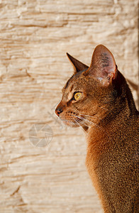 阿比西尼猫短发男性猫科动物头发食肉宠物耳朵小猫动物行动图片