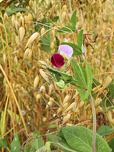 豌豆花树叶场地面包小胡子黄色花朵土壤粮食粉色宏观背景图片