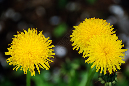 空军种子花束香气倾斜植物玫瑰季节鸢尾花白色飞花背景图片