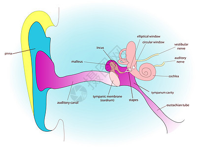 耳腔解剖海角绘画运河平衡管子前厅神经器官椭圆囊横截面图片