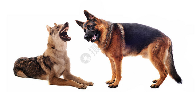 两只牧羊犬小狗白色牙齿工作室动物嘴唇兽嘴犬类危险鼻子图片