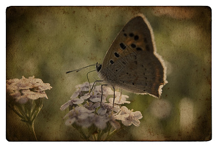 垃圾蝴蝶荒野植物花瓣昆虫阳光天线宏观航班花园翅膀图片