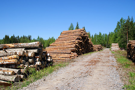 按森林路计的木材伐木图片
