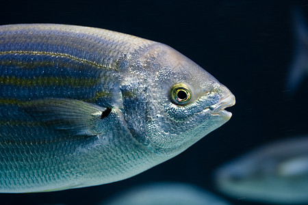 充满了像鱼一样的动物游泳水族馆野生动物脚蹼森林蓝色动物群海洋金鱼绿色图片