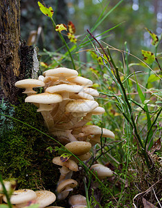 树桩附近的阿加丽蜂蜜真菌树木土地杯子食物团体季节生长伞菌美食森林图片