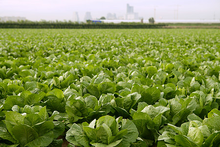 西班牙的菜菜田生长蔬菜叶子季节植物保健营养卫生农场农田图片