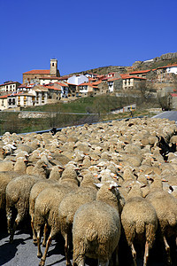 羔羊 羊羊 谷歌羊群西班牙村建筑旅游旅行风景羊肉房子教会天空农村社区图片