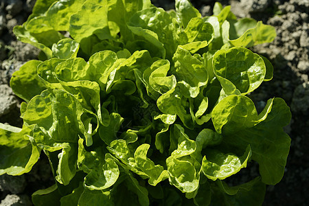 西班牙的绿色生菜国家农场食物场地饮食花园农田蔬菜植物营养叶子图片