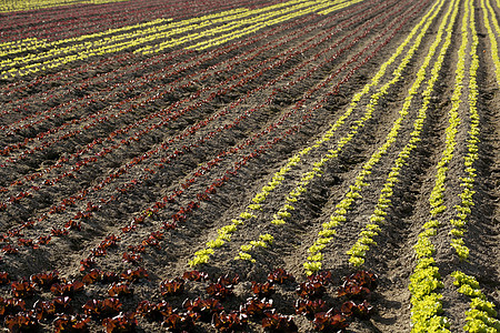 红小婴儿生菜 来自西班牙的田地树叶植物农场线条沙拉食物农村生活季节叶子图片