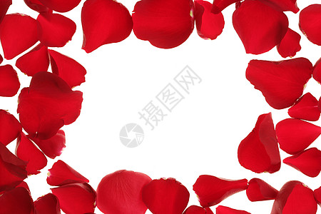 红玫瑰花瓣框框边框 白色复制空间念日卡片玫瑰礼物宏观边界热情框架假期奢华图片
