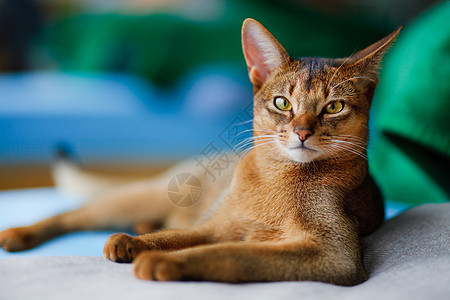 年轻的阿比西尼猫在行动耳朵连体眼睛橙子老虎猫科动物宠物兽医猫咪图片