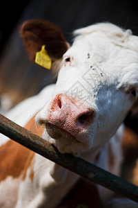 牲畜 农田中的牛农业奶制品棕色笼子奶牛牛奶食物乡村牛肉团体图片