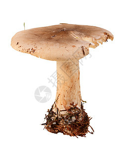 单一新鲜蘑菇宏观苔藓婴儿工作室季节森林身体照片食物植物图片