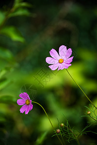 粉红色的“渗透”花束紧贴图片