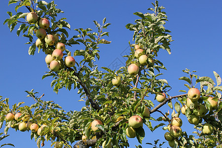 苹果树分支树叶营养天空栽培葡萄蓝色水果标题地块生物背景图片
