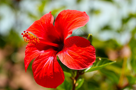 红花条纹红色花瓣黄色场地中心活力植物图片