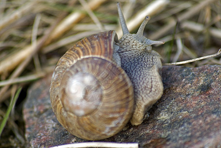 罗马斯奈尔语Name蜗牛田螺空气螺旋科动物呼吸房子陆地养殖图片