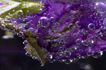 花 水 泡泡花园艺术花瓣邮票温泉植物阴影雨滴线条叶子图片