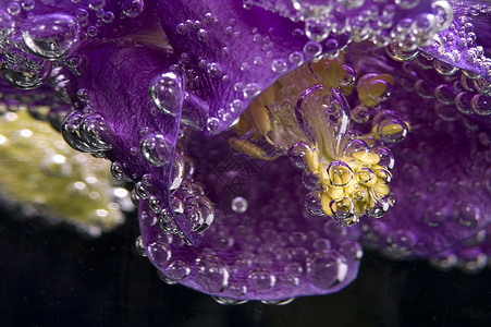 花 水 泡泡线条宏观花瓣叶子植物紫色温泉花园气泡艺术图片