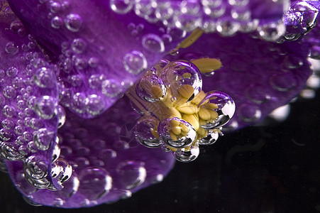 花 水 泡泡叶子邮票植物群植物线条气泡艺术阴影温泉雨滴图片
