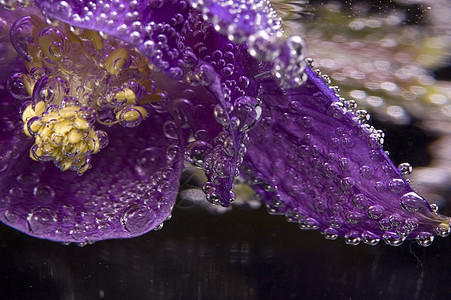 花 水 泡泡花瓣气泡紫色线条温泉植物群阴影艺术植物叶子图片