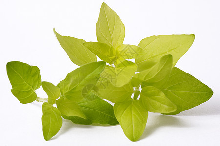 白色背景上隔离的新鲜树叶素食物芳香叶子味道香料植物学香味烹饪生态炸面图片