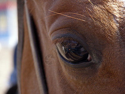 马的眼神图片