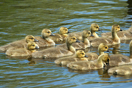 池塘里的小矮人羽毛黄色青年小鹅孩子动物图片