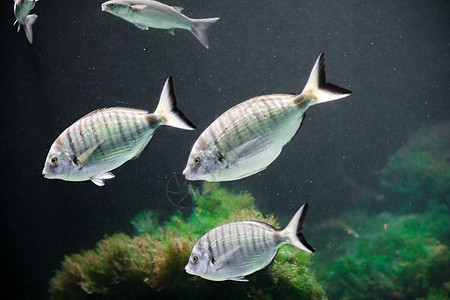 充满了像鱼一样的动物海洋动物群棕色金鱼生物水族馆绿色情调蓝色眼睛图片