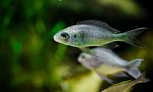 充满了像鱼一样的动物森林水族馆野生动物绿色金鱼蓝色淡水海洋生物异国图片