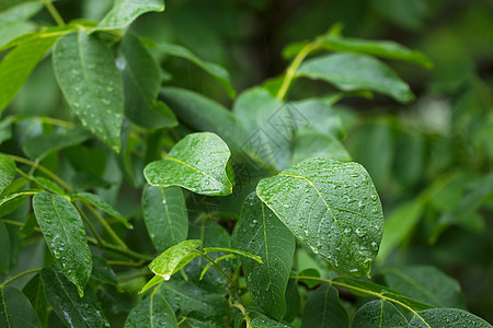 雨中的落叶图片