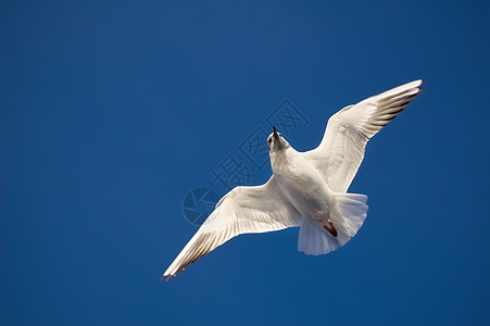 蓝色天空背景的飞行海鸥图片