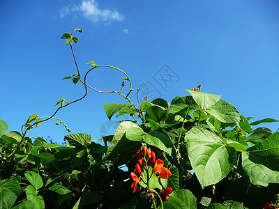 运营者 Bean 工厂乡村农村农业天空食物绿色农场植物蔬菜营养图片