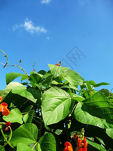 运营者 Bean 工厂农村食物农场绿色植物营养蓝色收成乡村天空图片