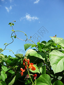 运营者 Bean 工厂绿色国家植物农业蓝色蔬菜树叶收成农场农村图片