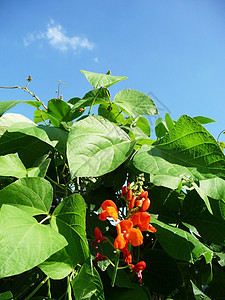 运营者 Bean 工厂农场国家营养树叶农村植物农业食物绿色乡村图片