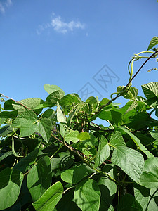 运营者 Bean 工厂收成天空树叶农村植物乡村食物蓝色蔬菜绿色图片