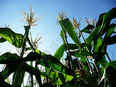 A领域玉米种植食物乡村蔬菜农村内核棒子收成营养蓝色耳朵图片