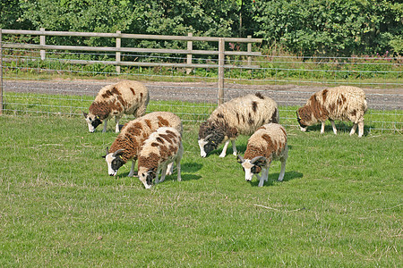 布朗和白羊动物农业羊毛家畜母爱栅栏母亲产妇手表羊肉图片