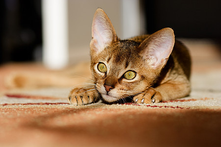 年轻的阿比西尼猫在行动悲伤冒充猫咪老虎小路眼睛兽医家庭宠物猫科图片
