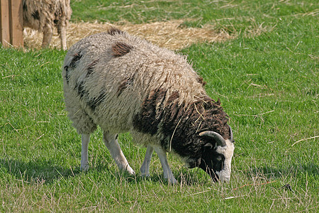 布朗和白羊母亲哺乳动物羊毛投标场地手表农业少年肋骨家畜图片