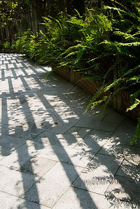 带阴影的走廊胡同大厅植物建筑隧道花园路线场地园艺门厅图片