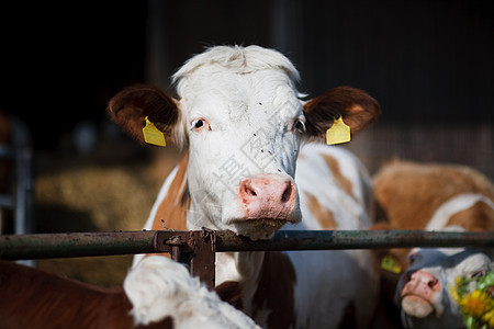 牲畜 农田中的牛奶牛食物奶制品团体棕色笼子牛肉牛奶乡村农场图片