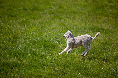 跳跃羔羊羊毛农村惊吓草地哺乳动物农场场地国家宠物牧场图片